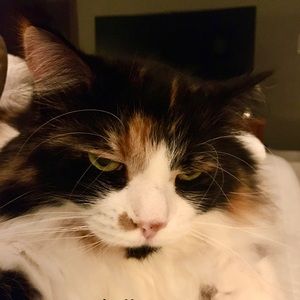 Meet your Posher, Carly